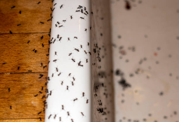 Best Wasp Removal Services  in Gerald, MO